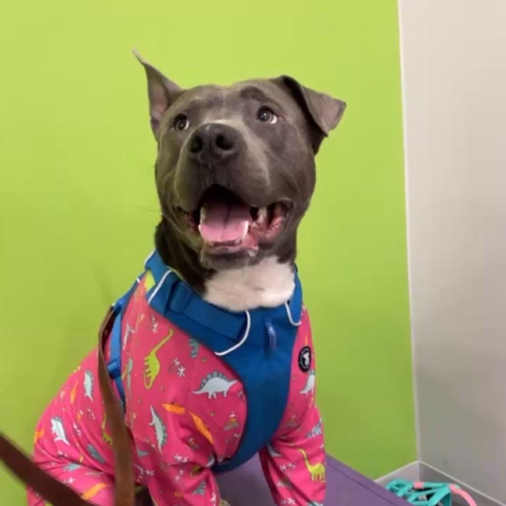 Enlarge Scuba Steve, a Adoptable mixed breed in Columbia, MO image 6/6