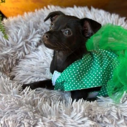 Juniper, adopted, Puppy Female Chihuahua.