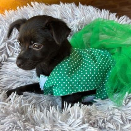 Juniper, an adopted mixed breed in Justin, TX image 3/4