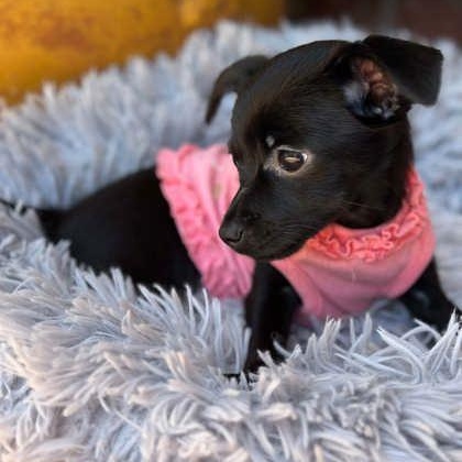 Juniper, an adopted mixed breed in Justin, TX image 2/4