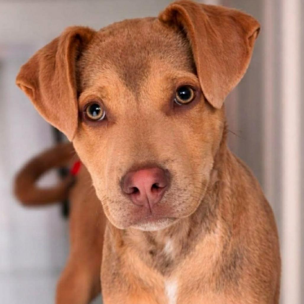Murry, Adoptable, Young Male Labrador Retriever & Shepherd.