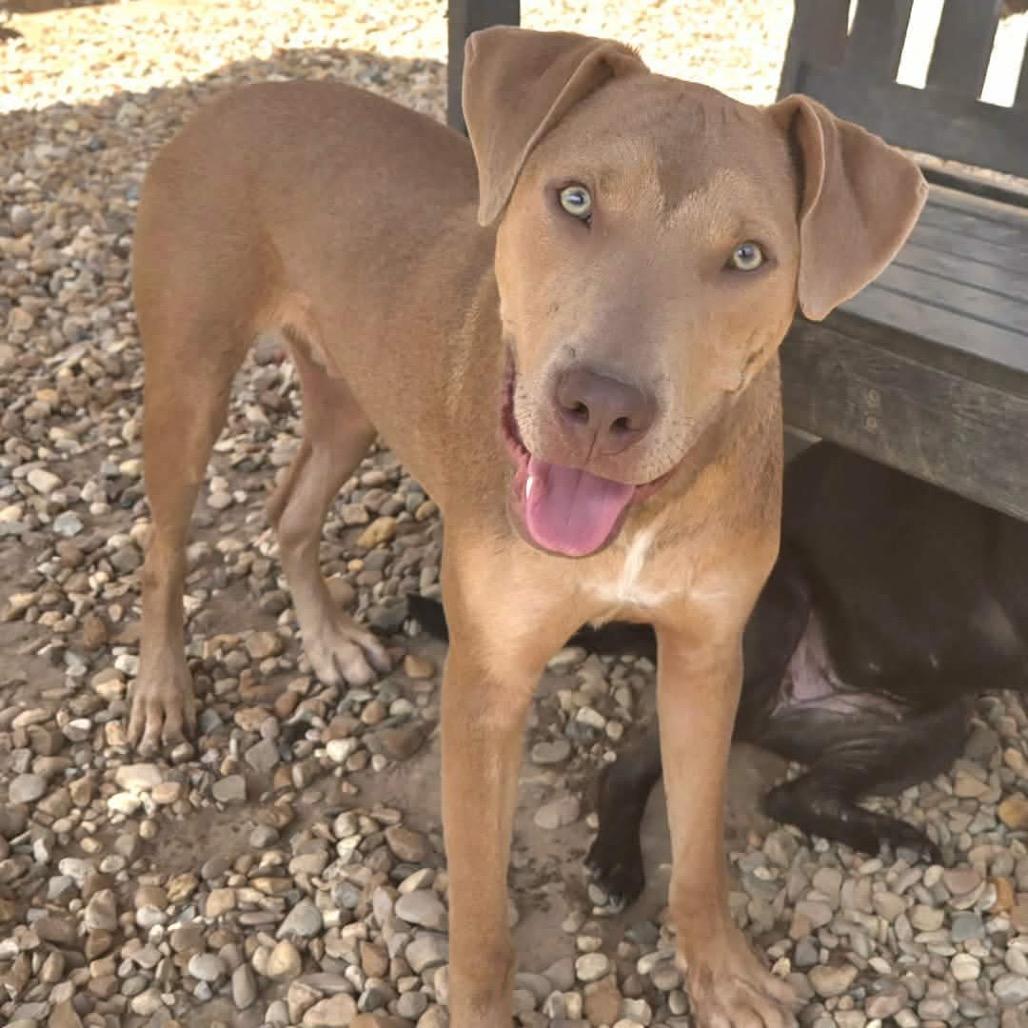 Enlarge Murry, a Adoptable mixed breed in Wadena, MN image 2/2