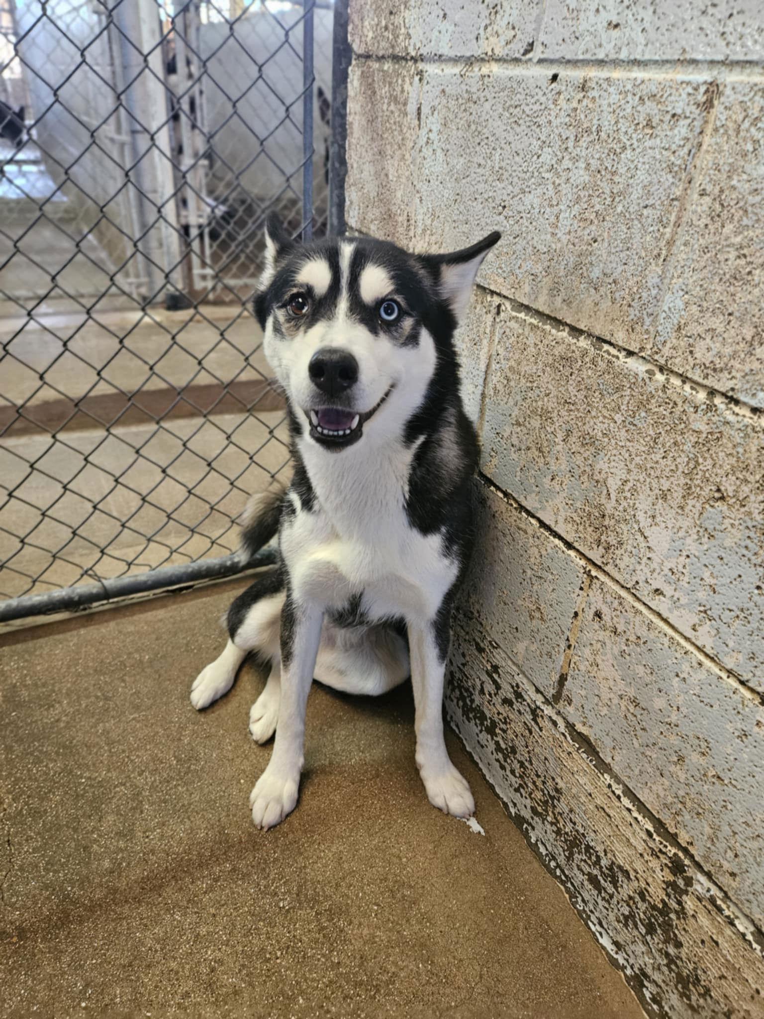 Mia, Adoptable, Young Female Husky.
