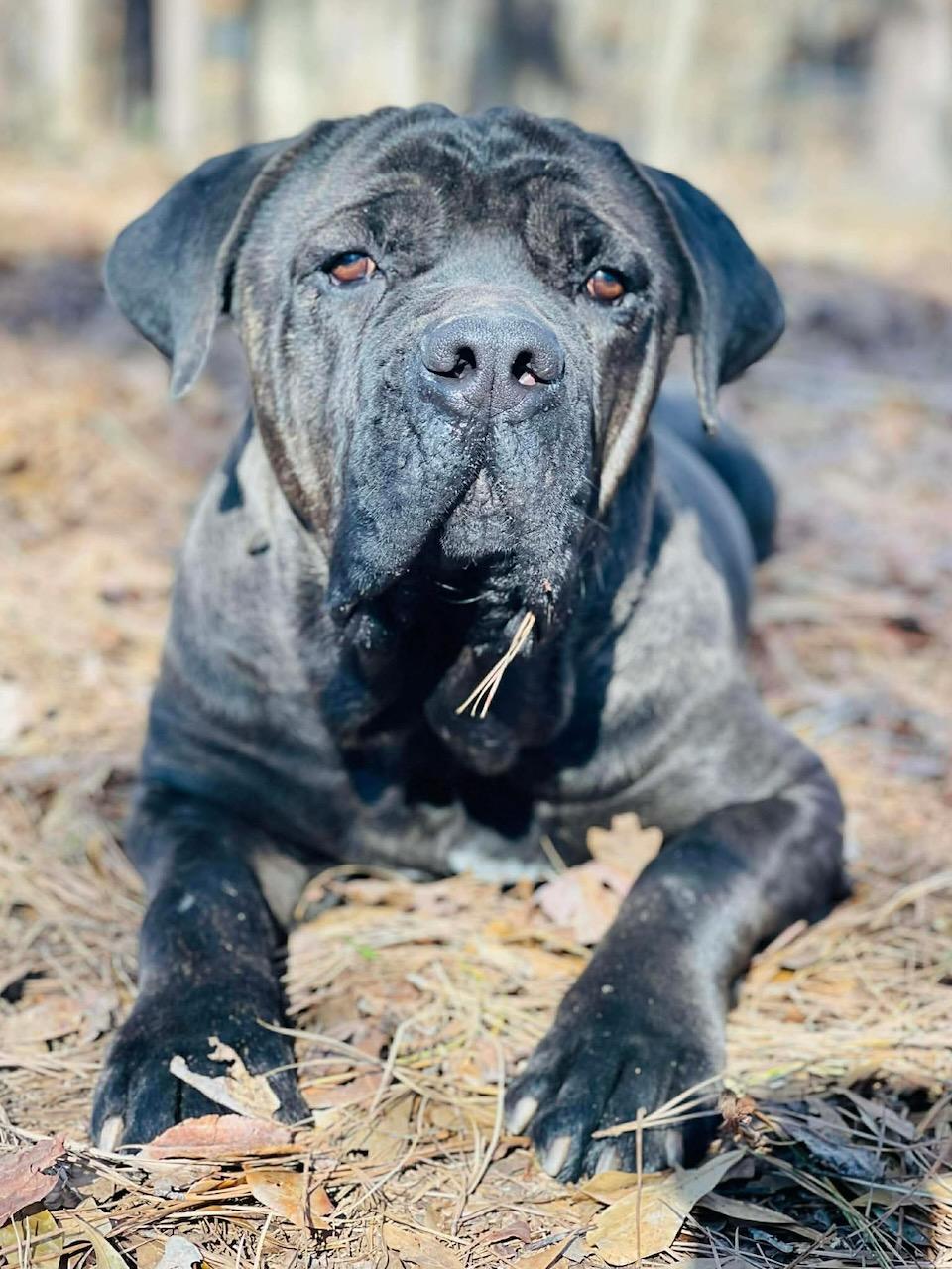 Enlarge Boss, an adopted Cane Corso in Powell, TN image 1/2