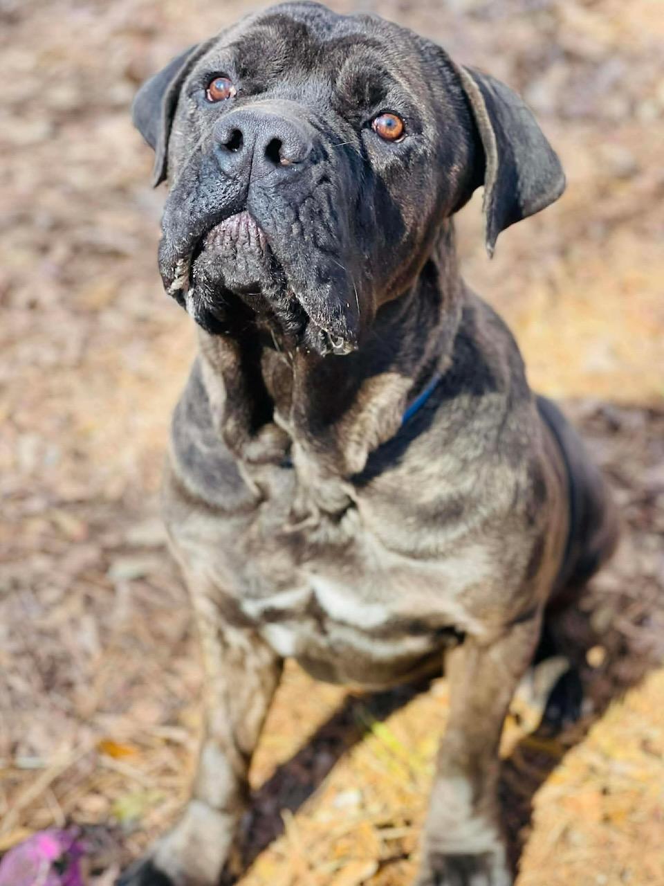 Enlarge Boss, an adopted Cane Corso in Powell, TN image 2/2