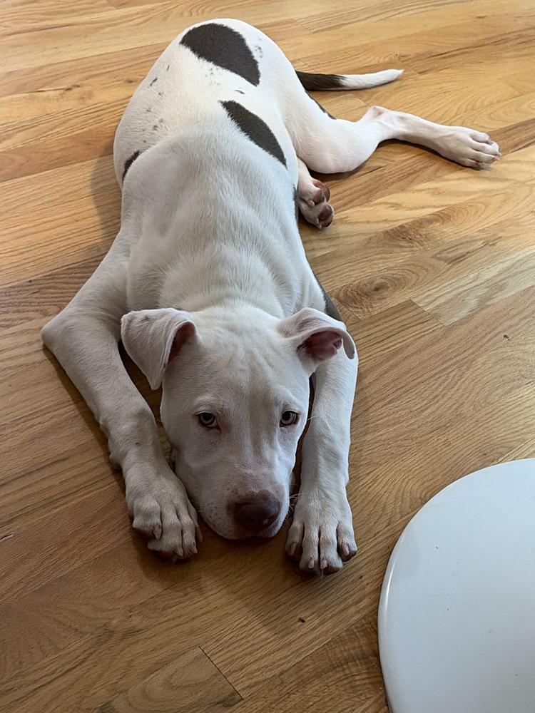 Enlarge Ghost, a Adoptable mixed breed in Lafayette, CO image 1/5