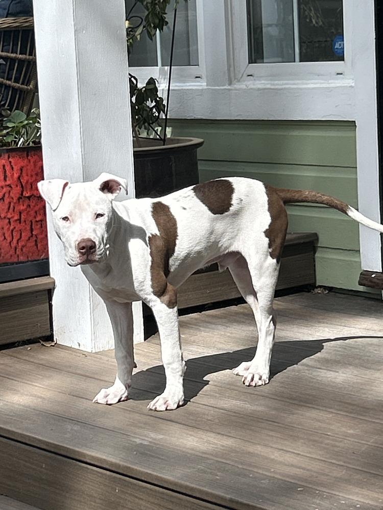 Enlarge Ghost, a Adoptable mixed breed in Lafayette, CO image 2/5