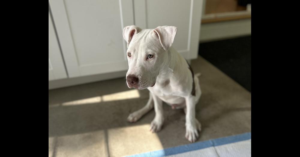 Enlarge Ghost, a Adoptable mixed breed in Lafayette, CO image 4/5