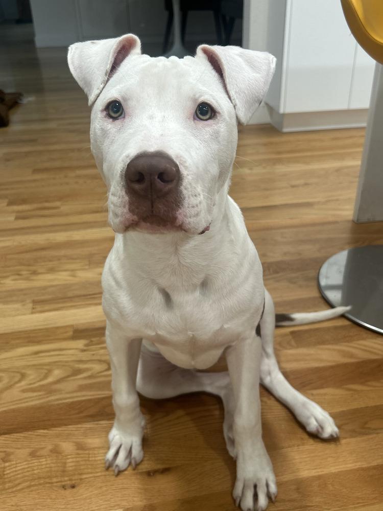 Enlarge Ghost, a Adoptable mixed breed in Lafayette, CO image 5/5