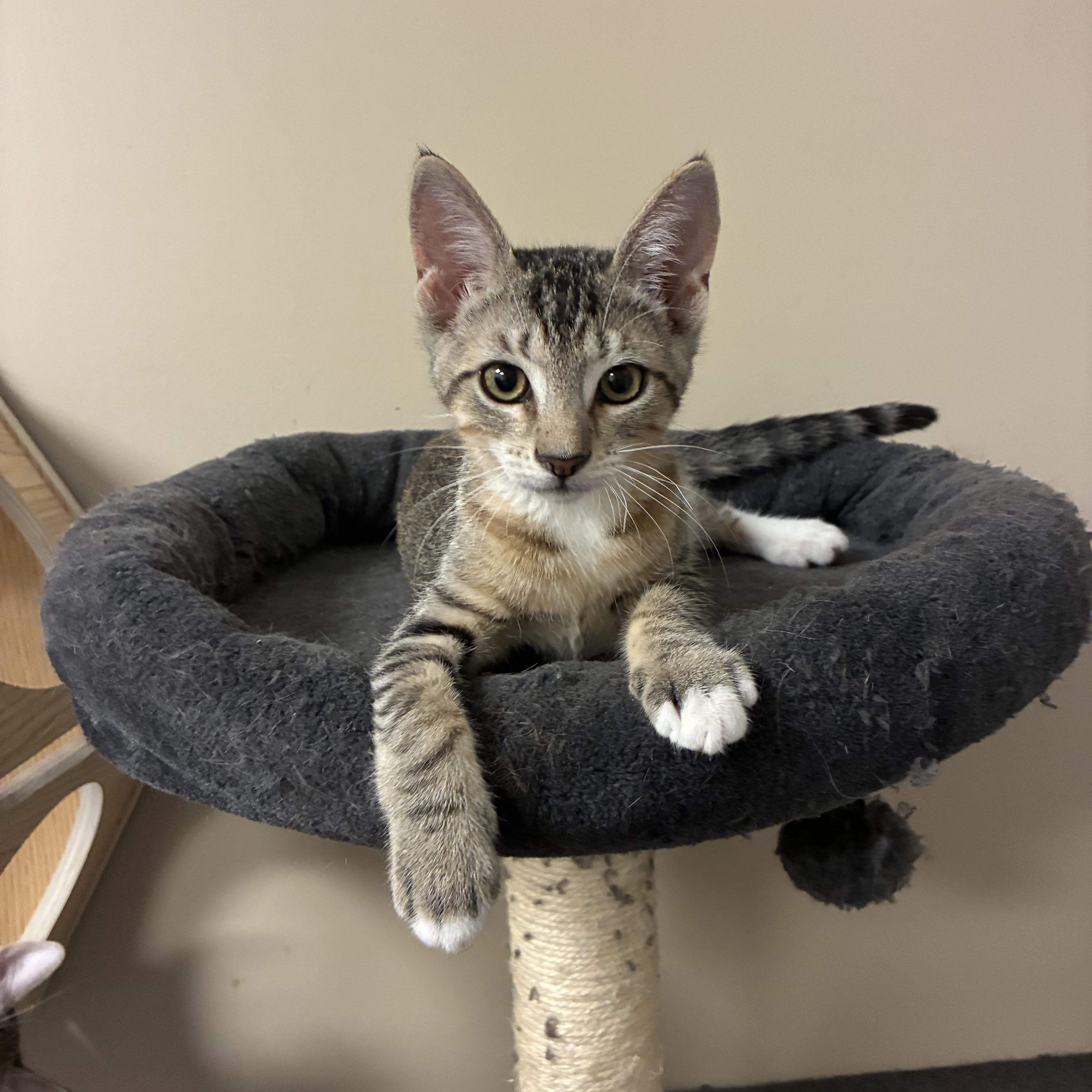 Socks, ADOPTABLE, Kitten Male Domestic Short Hair.