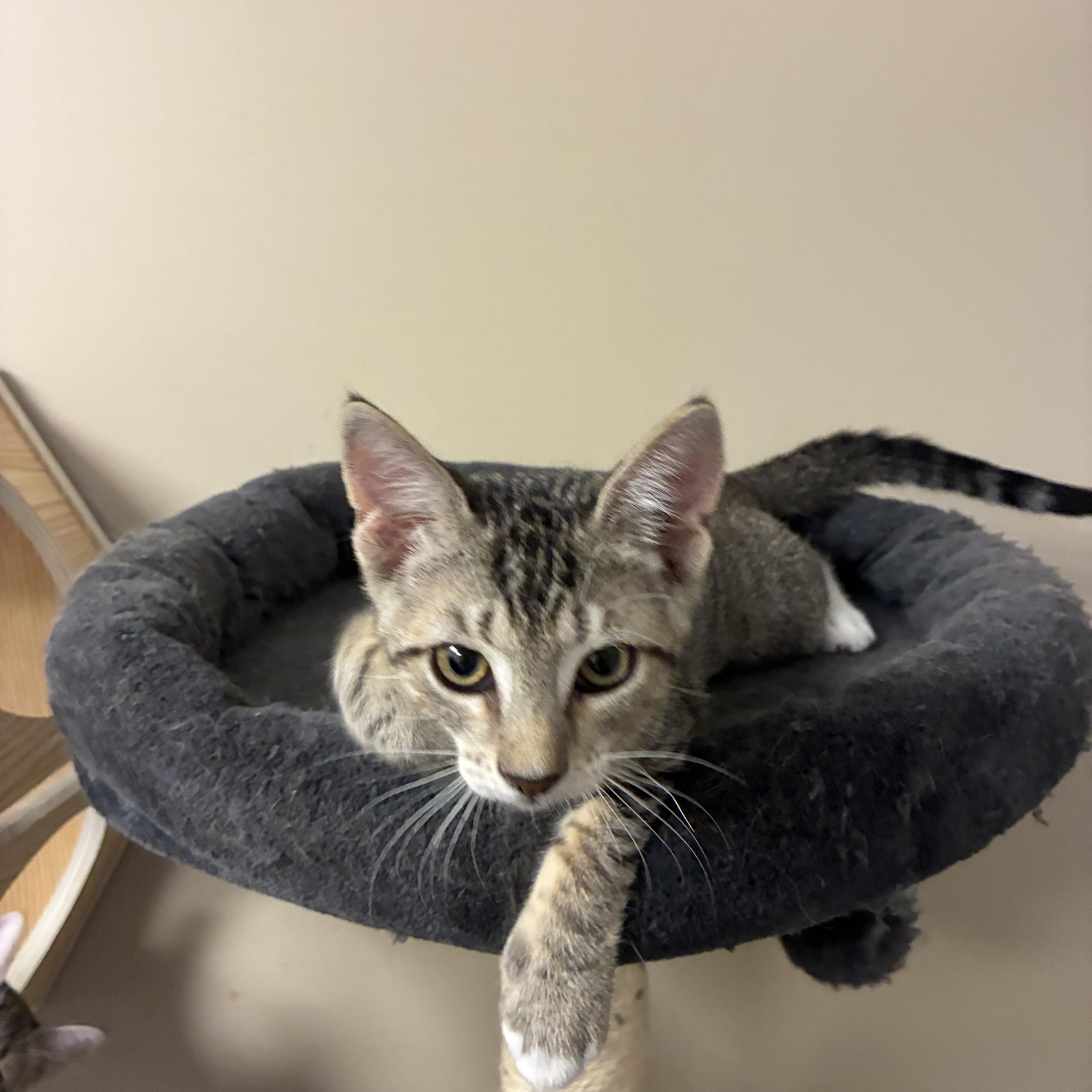 Socks, a ADOPTABLE Domestic Short Hair in queen creek, AZ image 2/3