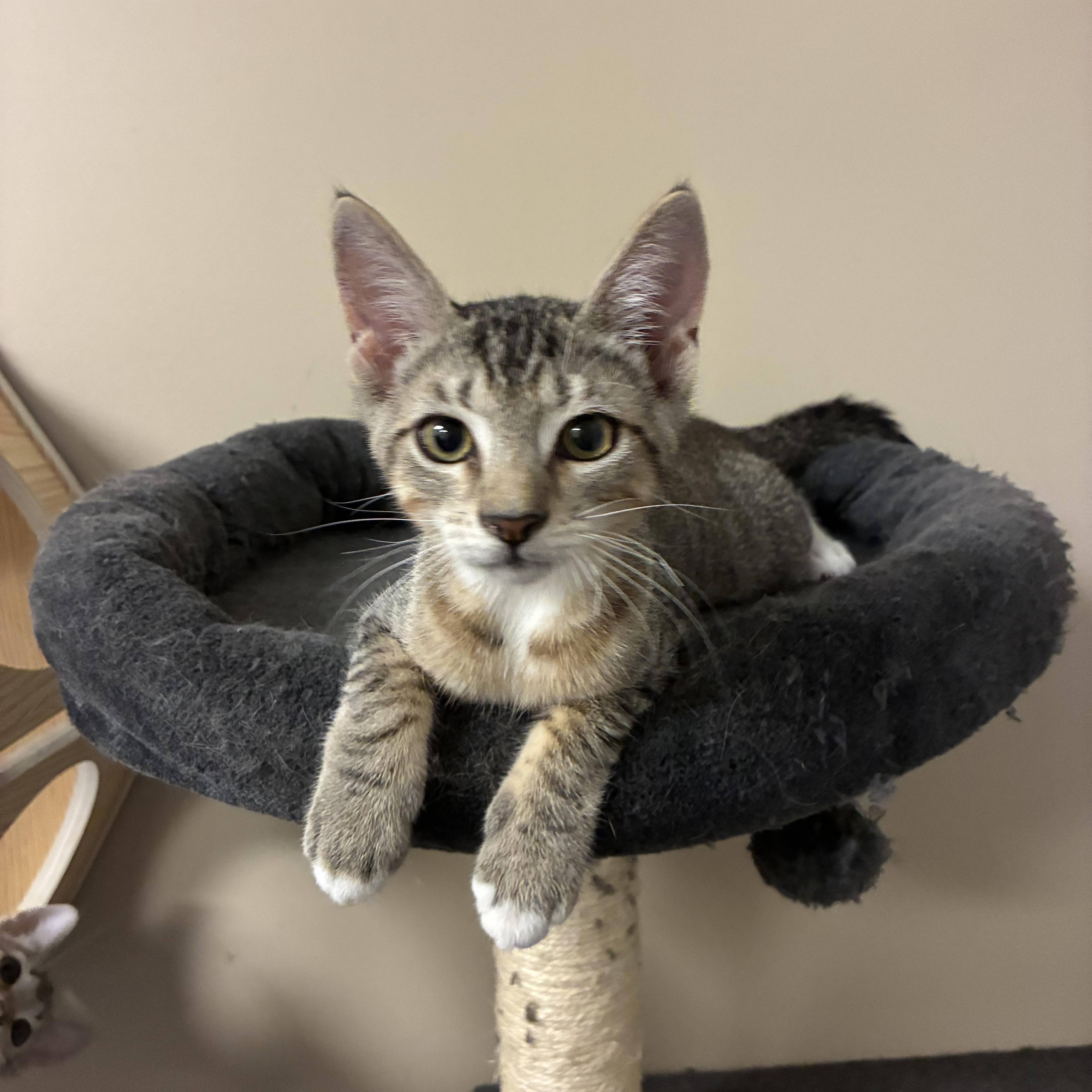 Socks, a ADOPTABLE Domestic Short Hair in queen creek, AZ image 3/3