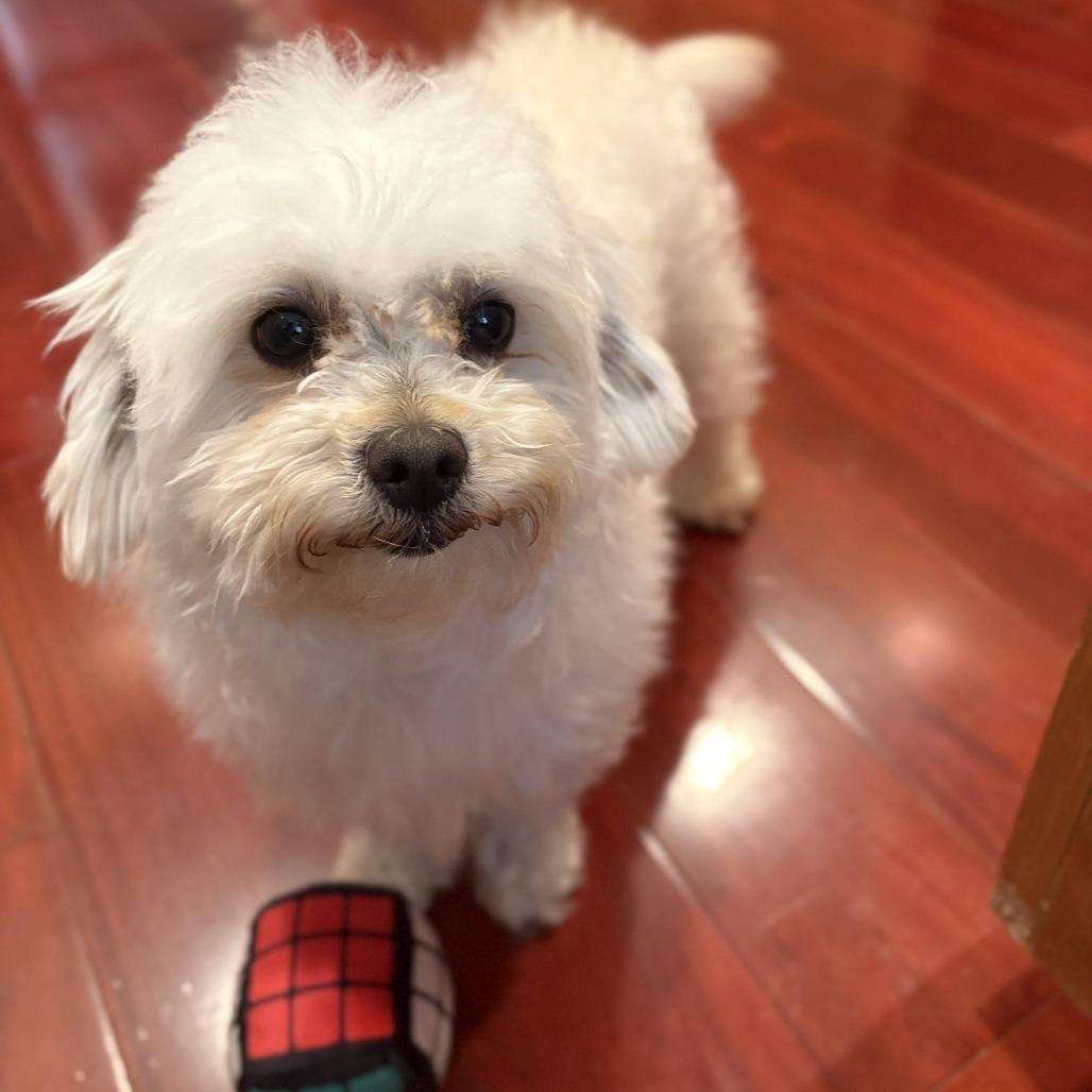 Enlarge LINUS, a Adoptable mixed breed in Pleasanton, CA image 1/6