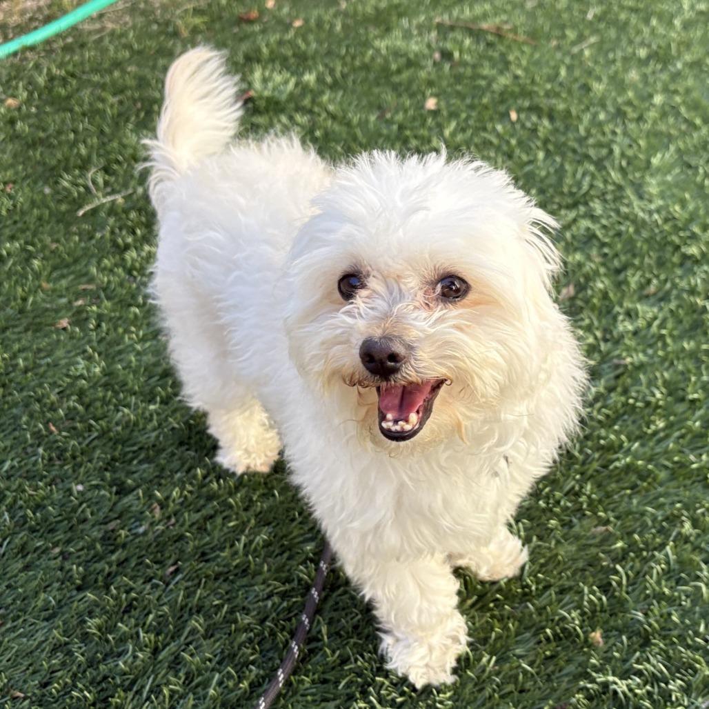 Enlarge LINUS, a Adoptable mixed breed in Pleasanton, CA image 2/6