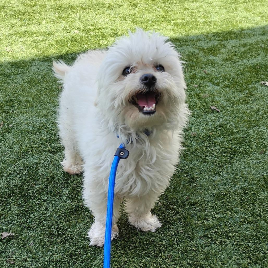 Enlarge LINUS, a Adoptable mixed breed in Pleasanton, CA image 3/6