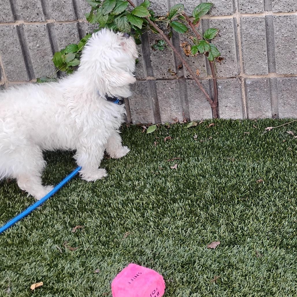 Enlarge LINUS, a Adoptable mixed breed in Pleasanton, CA image 4/6