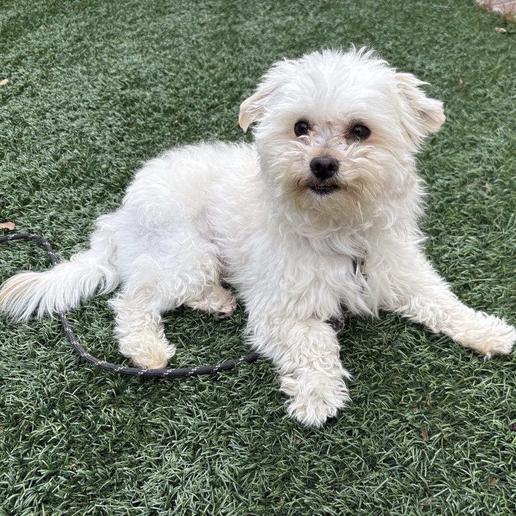 Enlarge LINUS, a Adoptable mixed breed in Pleasanton, CA image 5/6