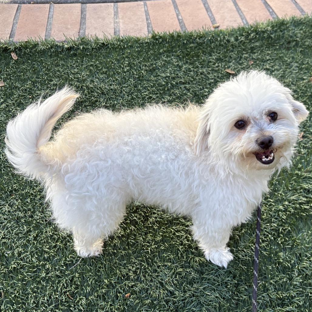 Enlarge LINUS, a Adoptable mixed breed in Pleasanton, CA image 6/6