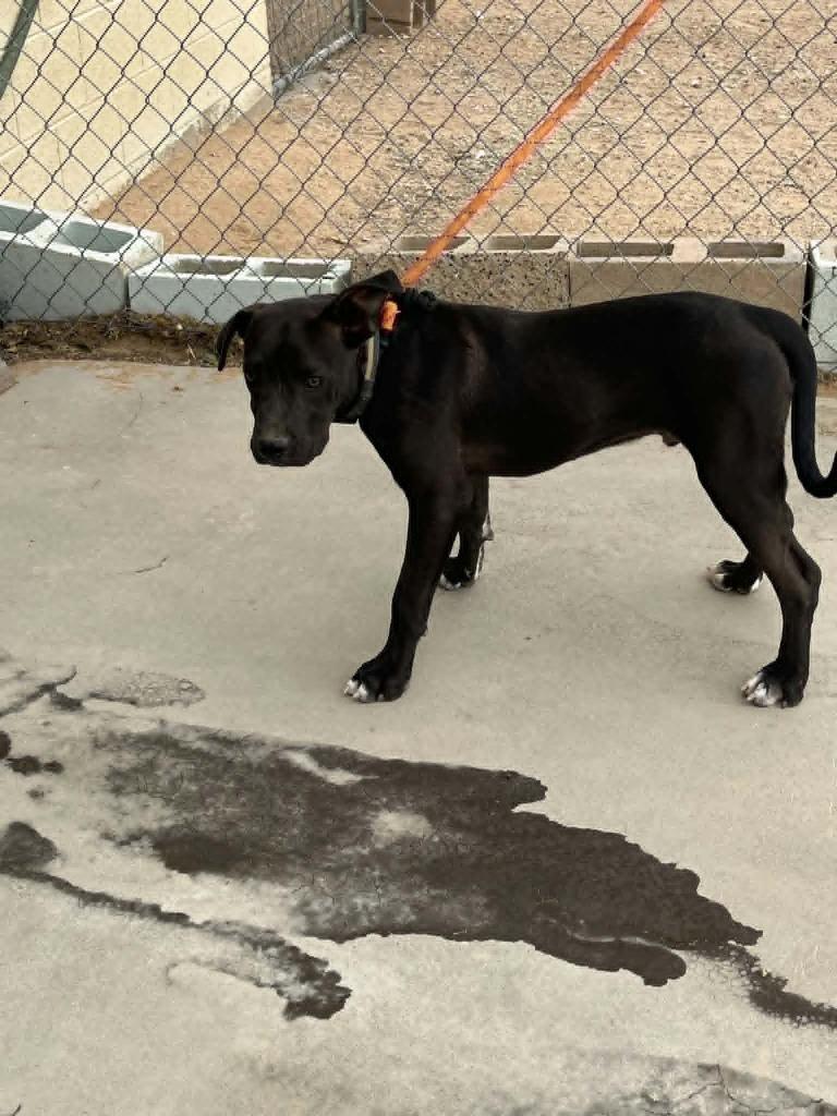 Wizard, Adoptable, Puppy Male Labrador Retriever & American Staffordshire Terrier.