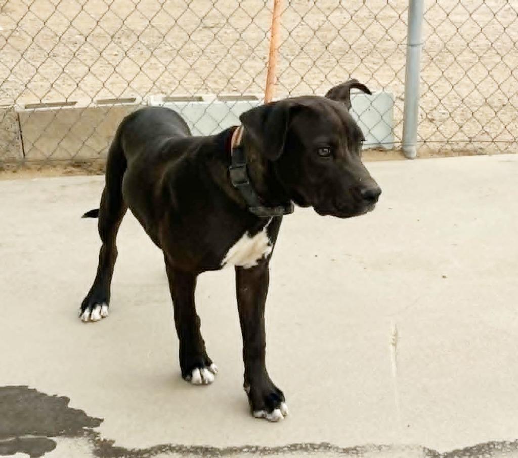 Wizard, a Adoptable mixed breed in California City, CA image 2/3