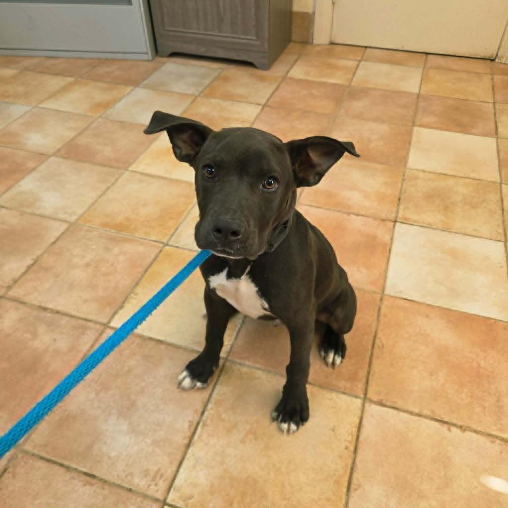 Wizard, Adoptable, Puppy Male Labrador Retriever & American Staffordshire Terrier.