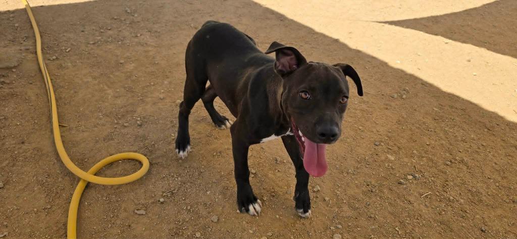 Wizard, a Adoptable mixed breed in California City, CA image 2/4