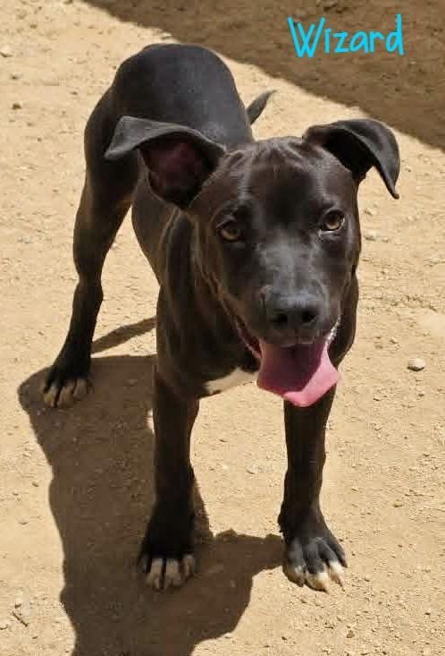 Wizard, a Adoptable mixed breed in California City, CA image 3/4