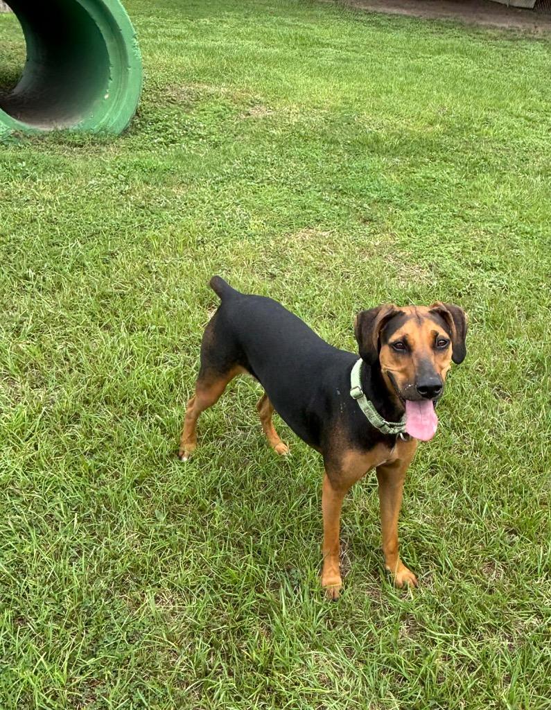 Sugar Pants, a Adoptable Mixed Breed in Ocala, FL image 1/6