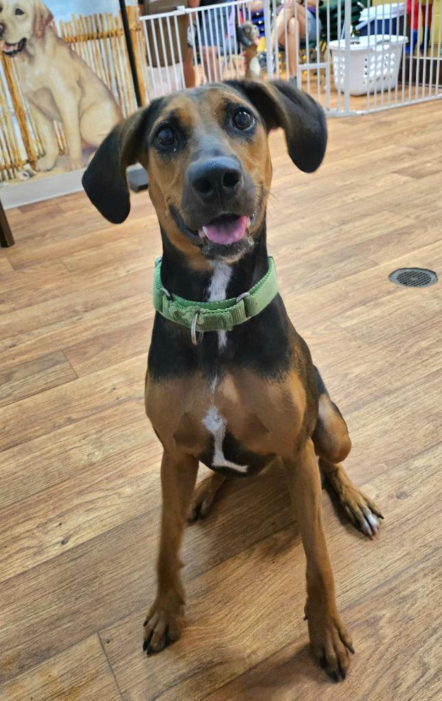 Sugar Pants, a Adoptable Mixed Breed in Ocala, FL image 3/6