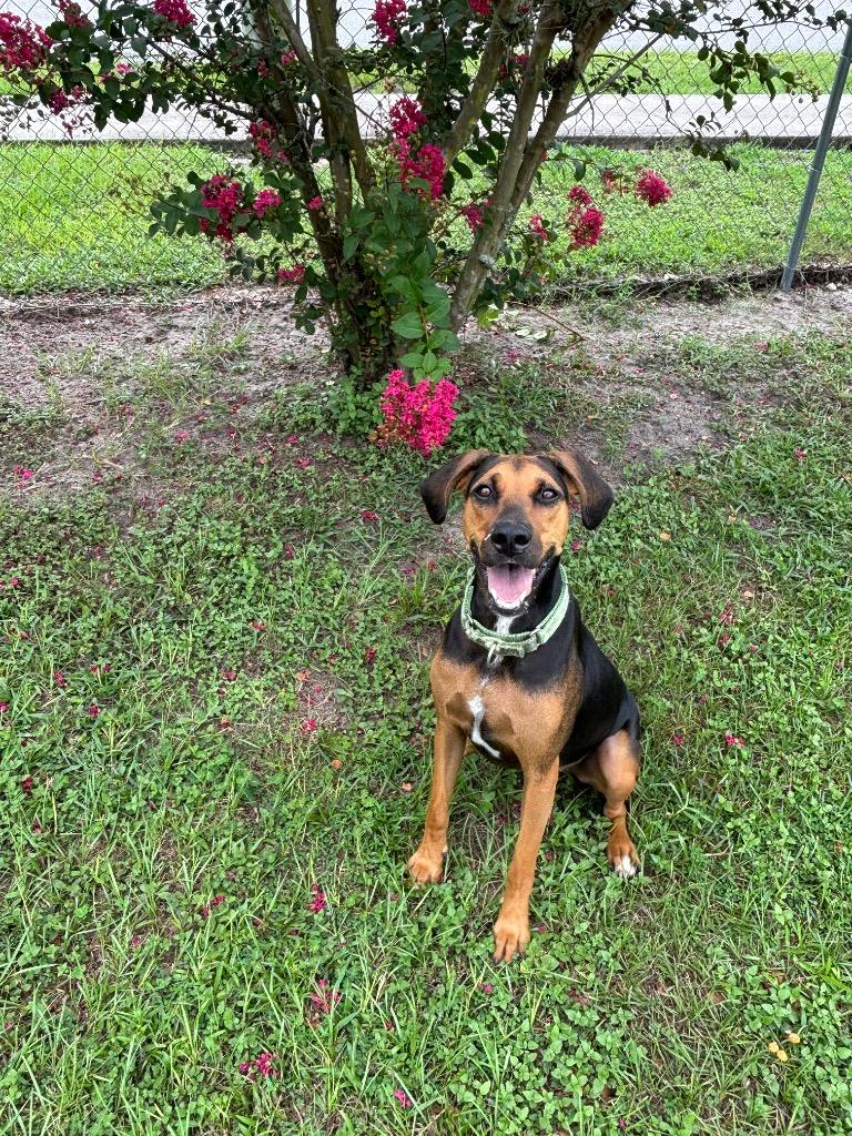 Sugar Pants, a Adoptable Mixed Breed in Ocala, FL image 4/6