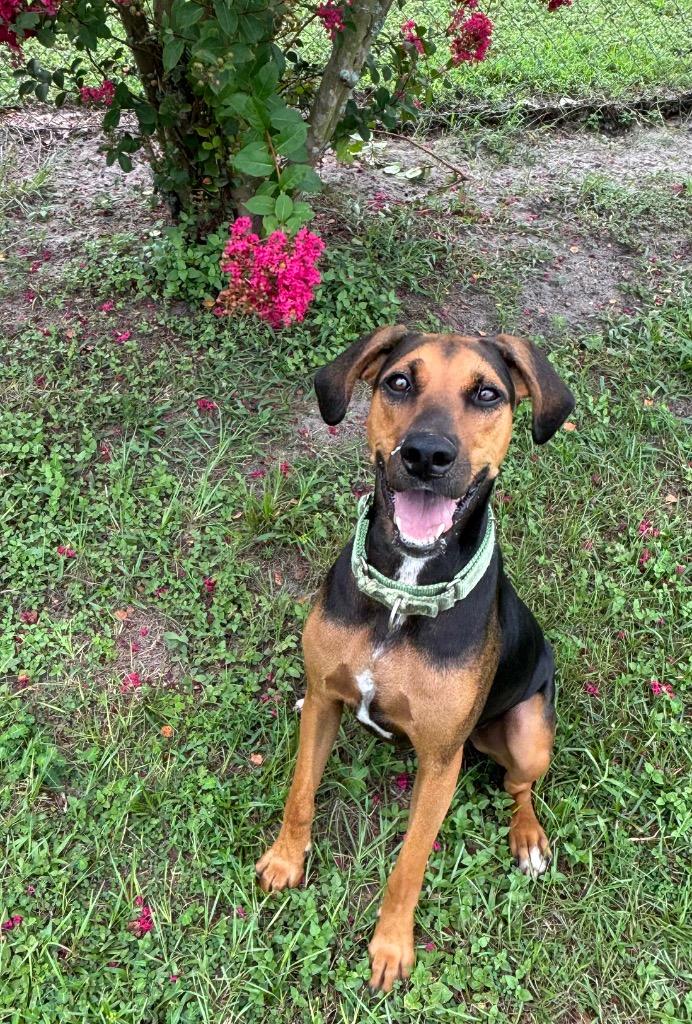 Sugar Pants, a Adoptable Mixed Breed in Ocala, FL image 5/6