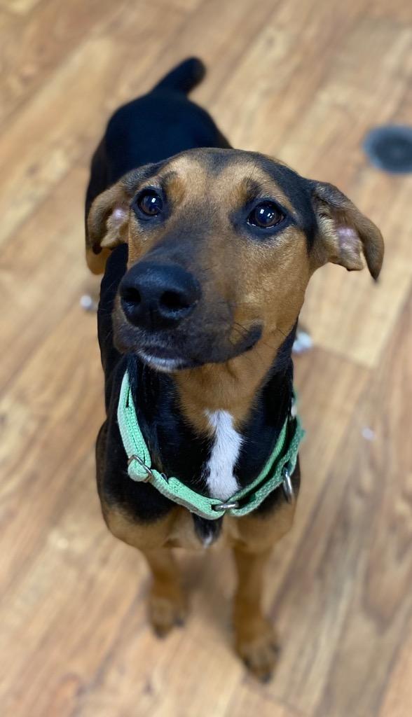 Enlarge Sugar Pants, a Adoptable Mixed Breed in Ocala, FL image 4/6