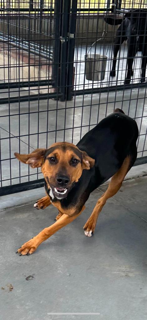 Enlarge Sugar Pants, a Adoptable Mixed Breed in Ocala, FL image 6/6