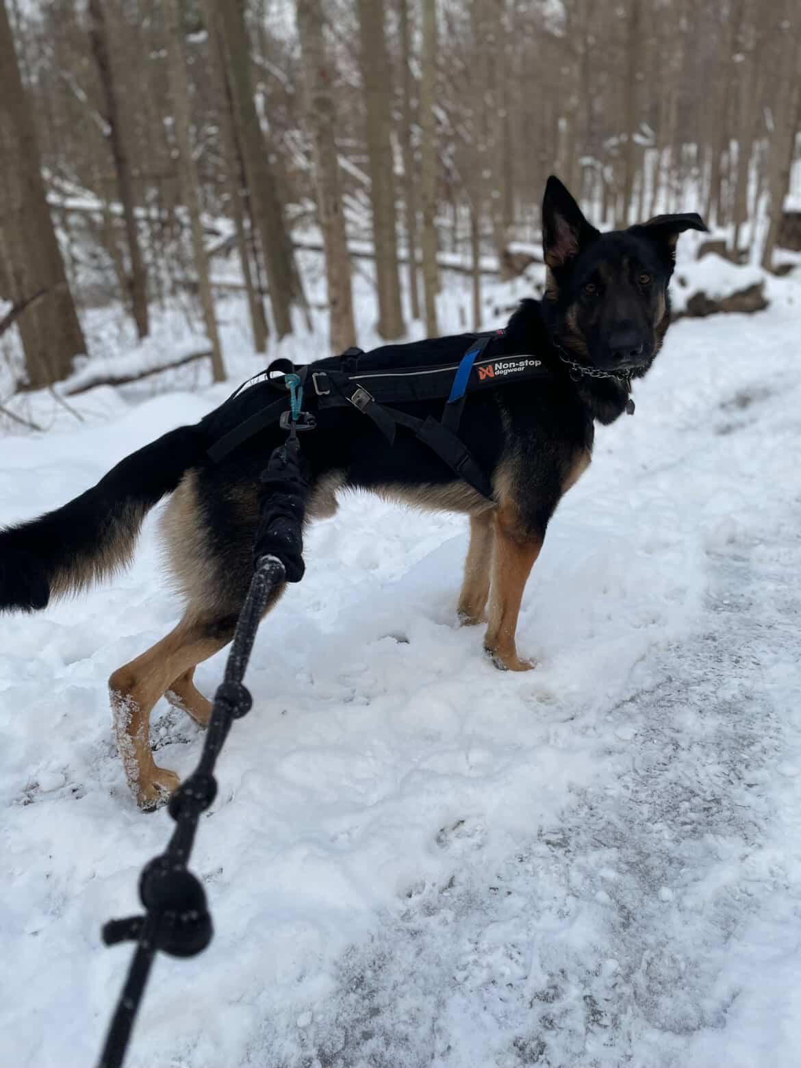Enlarge Remington, a ADOPTABLE mixed breed in GUELPH, ON image 4/4