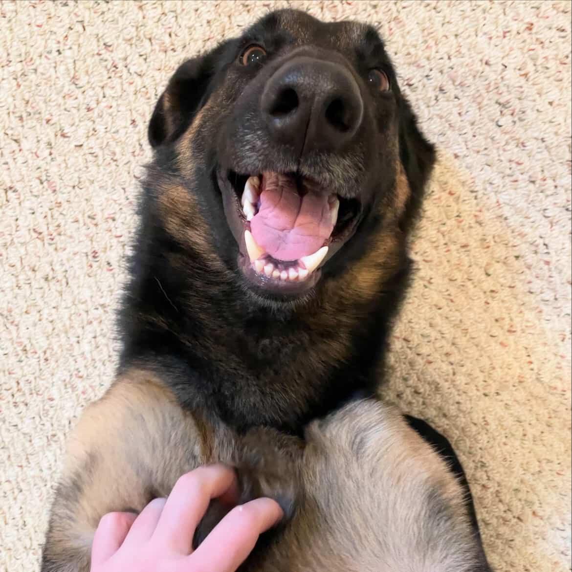 Enlarge Remington, a ADOPTABLE mixed breed in GUELPH, ON image 2/4