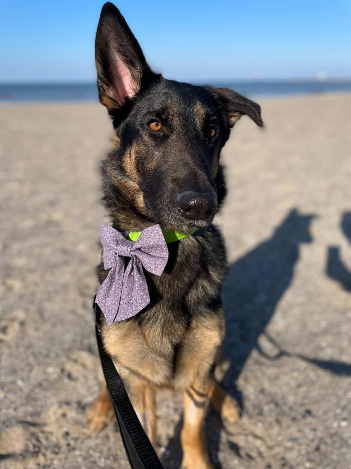 Remington, ADOPTABLE, Adult Male German Shepherd Dog.