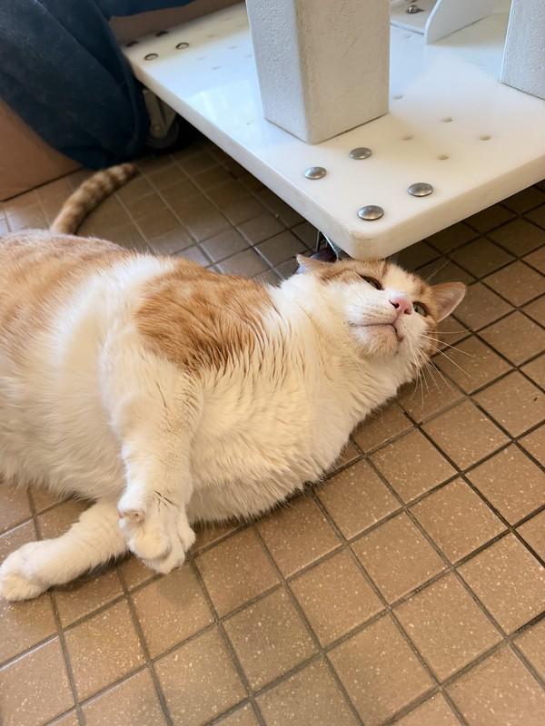 Charlie, ADOPTABLE, Senior Male Domestic Short Hair.
