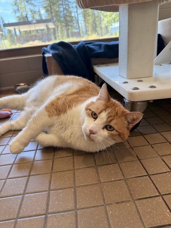 Charlie, a ADOPTABLE Domestic Short Hair in Truckee, CA image 4/5