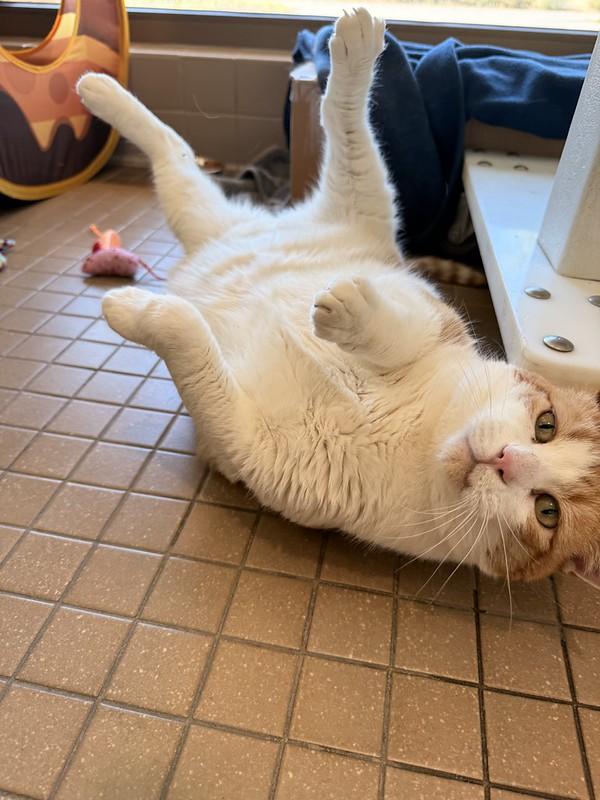 Charlie, a ADOPTABLE Domestic Short Hair in Truckee, CA image 2/5