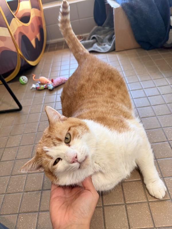 Charlie, a ADOPTABLE Domestic Short Hair in Truckee, CA image 5/5