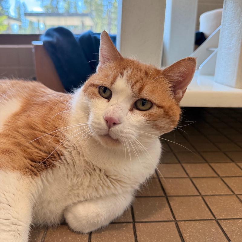 Charlie, a ADOPTABLE Domestic Short Hair in Truckee, CA image 3/5