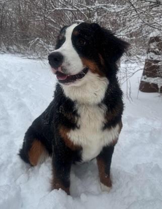 Lola, an adopted Bernese Mountain Dog in Cedarburg, WI image 3/5