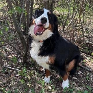 Lola, an adopted Bernese Mountain Dog in Cedarburg, WI image 2/5