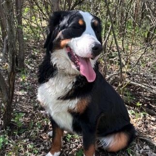 Lola, an adopted Bernese Mountain Dog in Cedarburg, WI image 1/5