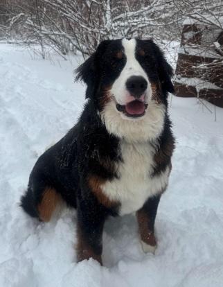 Lola, an adopted Bernese Mountain Dog in Cedarburg, WI image 4/5