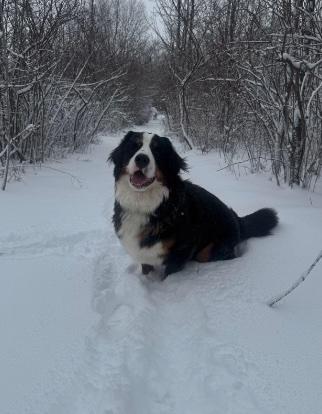 Lola, an adopted Bernese Mountain Dog in Cedarburg, WI image 5/5