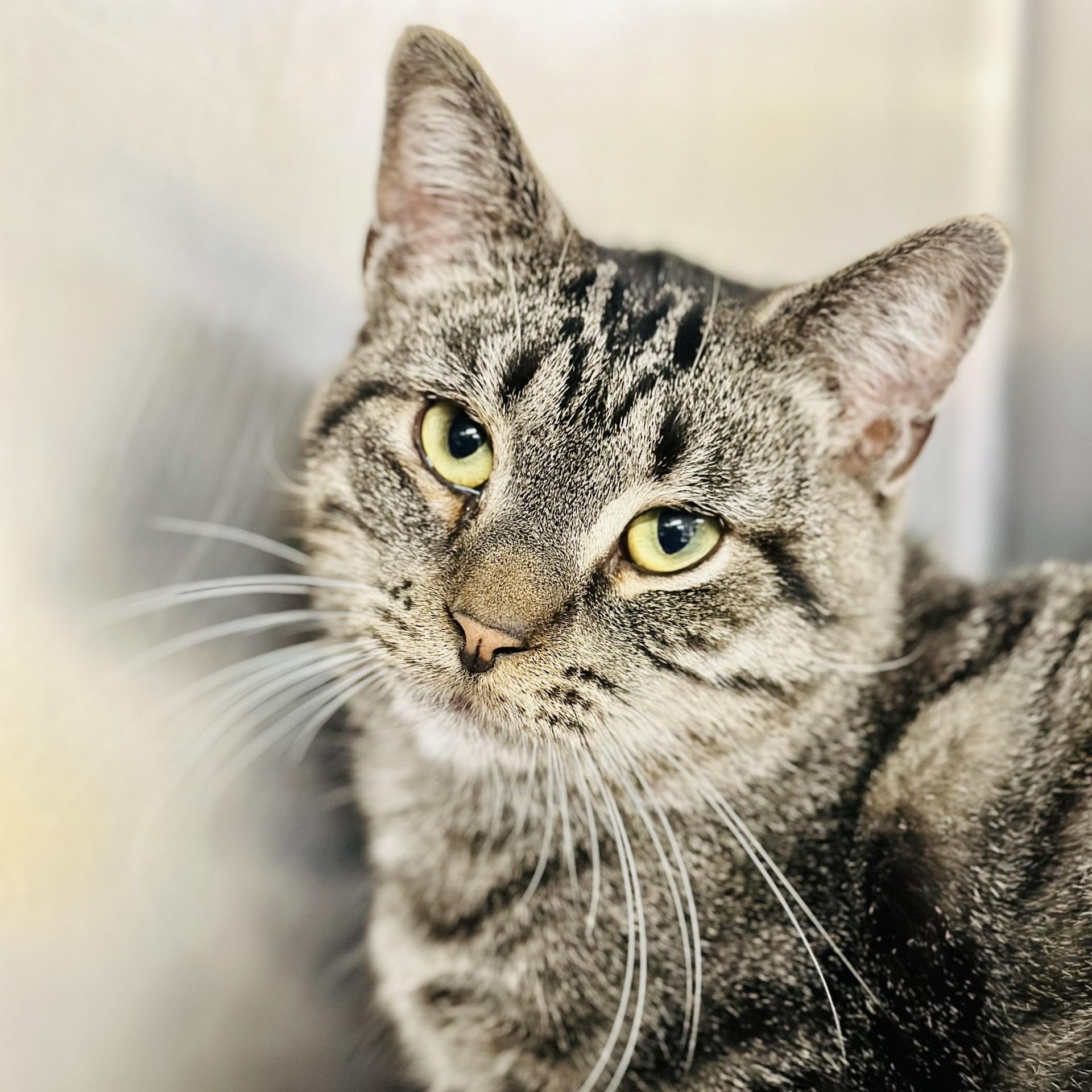 Saber, Adoptable, Young Male Domestic Short Hair.