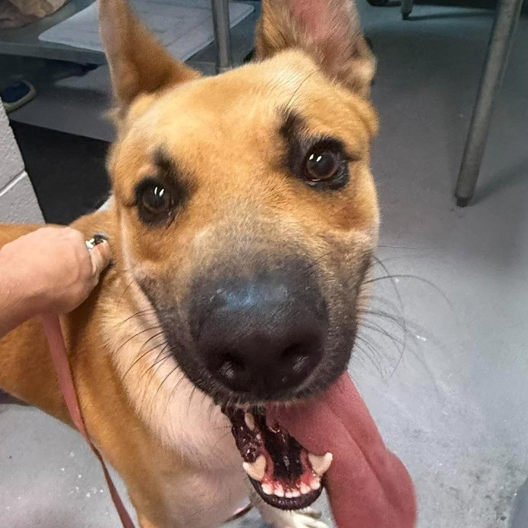 Yoda, Adoptable, Young Male Mixed Breed.
