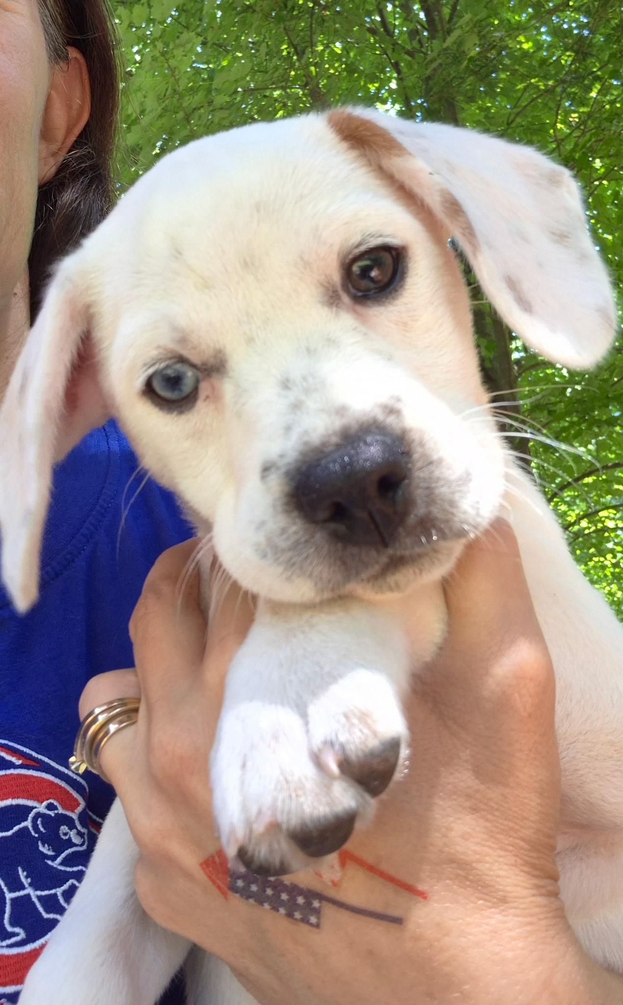 Nevada, a ADOPTABLE mixed breed in Crystal Lake, IL image 2/6