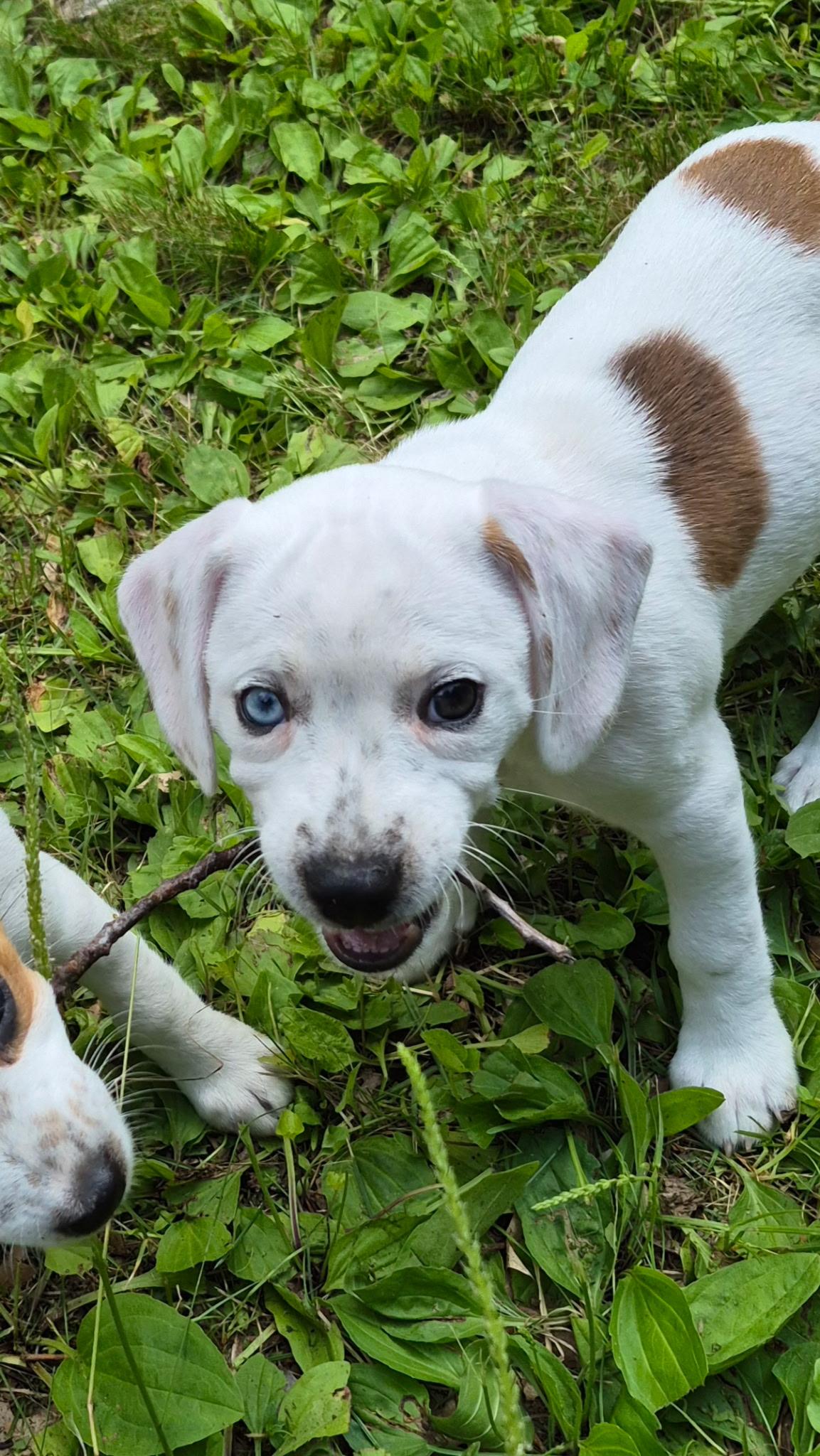 Nevada, a ADOPTABLE mixed breed in Crystal Lake, IL image 3/6